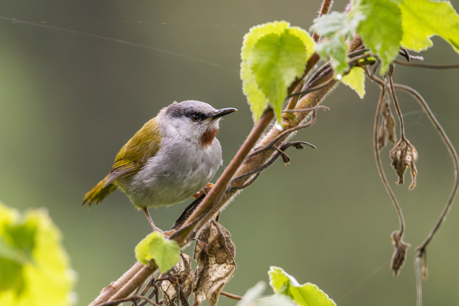 image Grey-capped Warbler